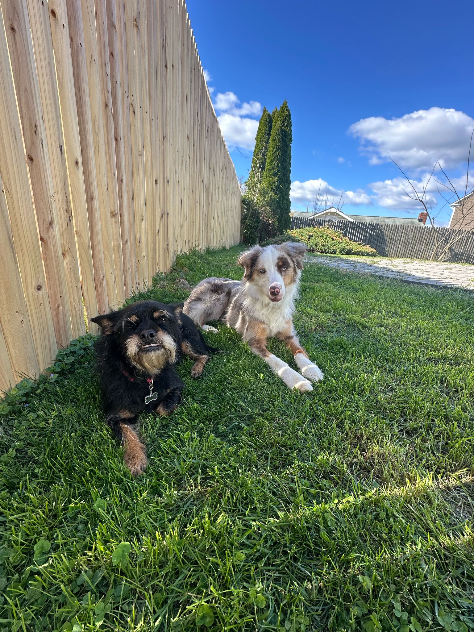 Secure Your Oasis: Mustang Fencing Ensures Privacy &amp; Durability in 77047